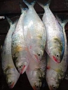 5 পিস 5 কেজি 2500 টাকা